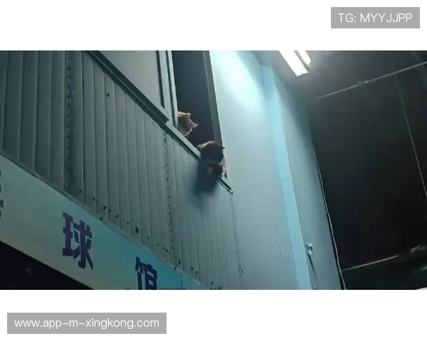 羽毛球赛场突现小猫乱入:一次意外的萌趣闹剧引发的深思 羽毛球赛场突现小猫乱入:一次意外的萌趣闹剧引发的深思